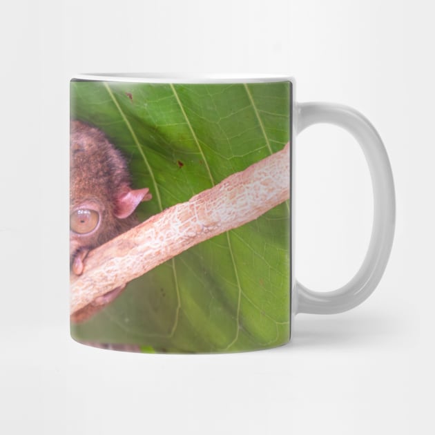 Tarsier, Bohol, Philippines by Upbeat Traveler